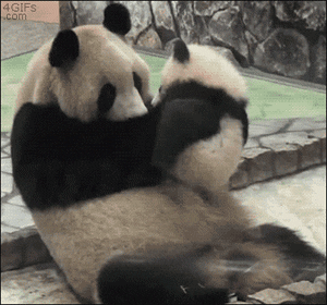 A panda parent hugs their baby panda.