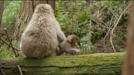 A monkey tries to walk away from its parent