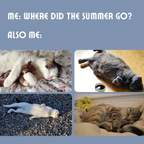 Meme: Me: "Where did the summer go?" Also Me: pictures of cats sleeping